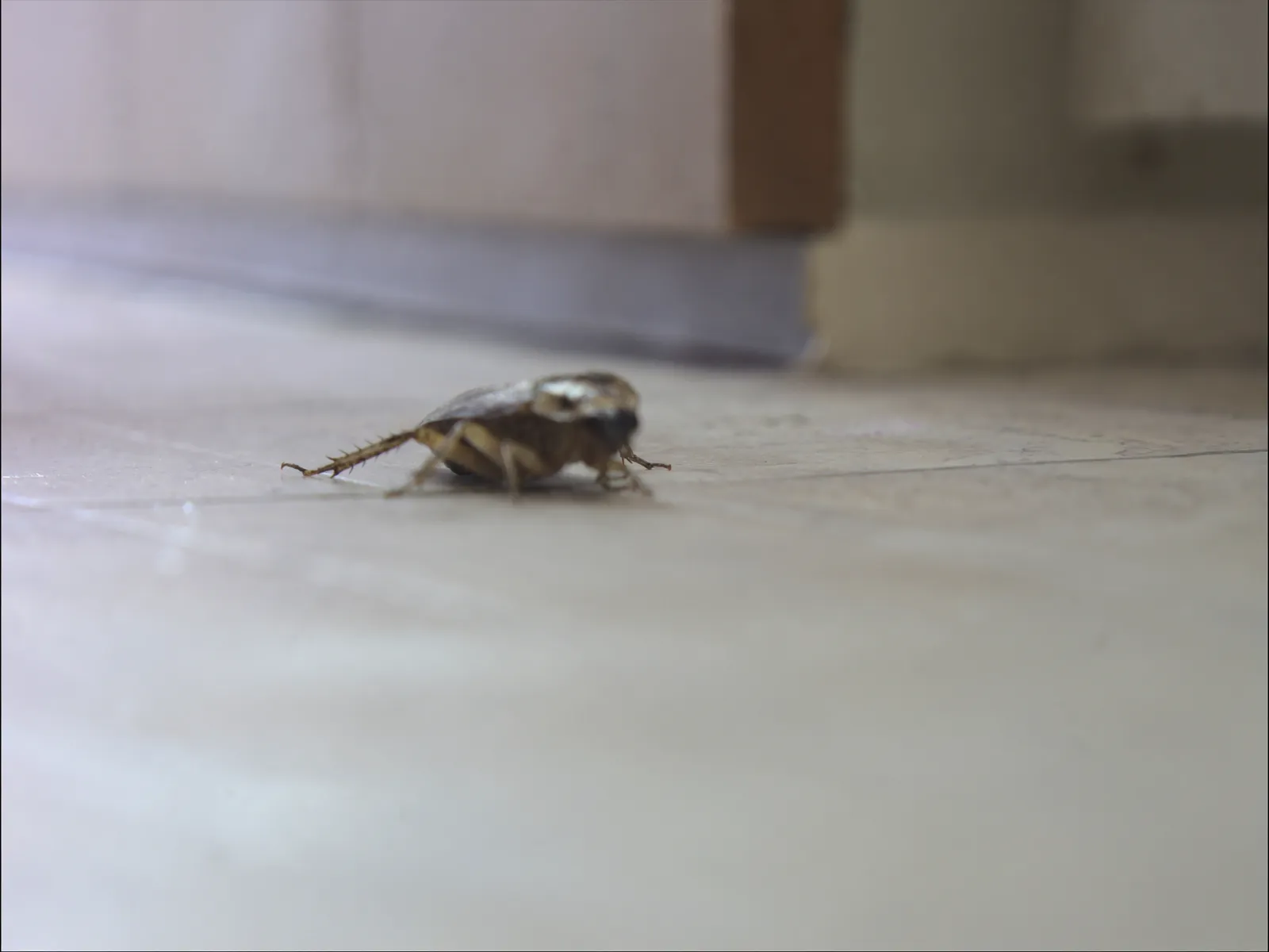 Insektenbekämpfung